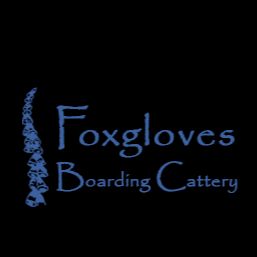 Foxgloves Boarding Cattery