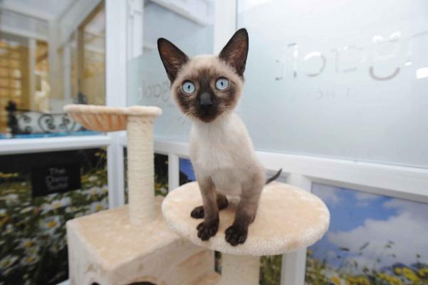 Feline guest