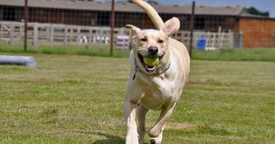 Dog running at York Dog Park