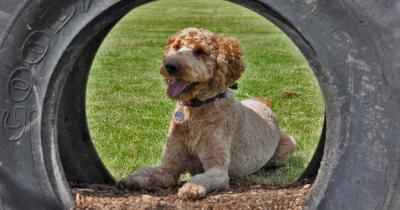 Dog laying in tyre at York Dog Park