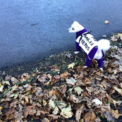 Dylan on a walk 