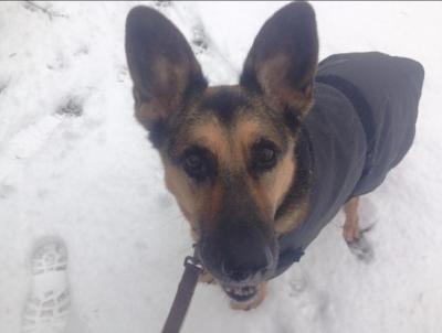 German Shepard enjoying the snow 