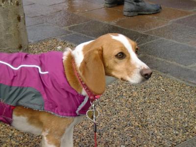 Beagle on a walk