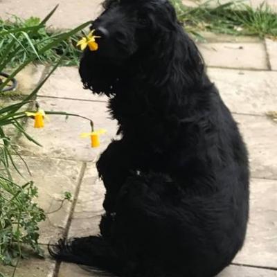 Our very own Wocker Cocker Spaniel Bessie