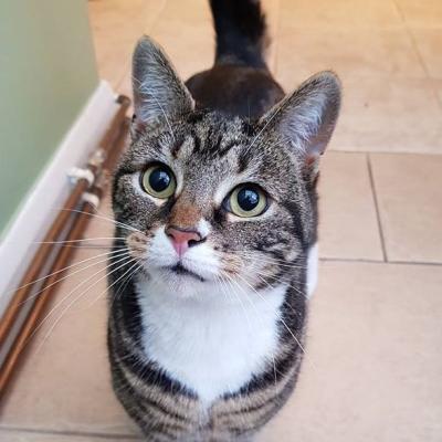 Cat home visit