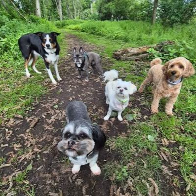 Dog Walking Group Walk